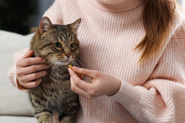 Penyebab Kucing Tidak Mau Makan Dan Cara Mengatasinya