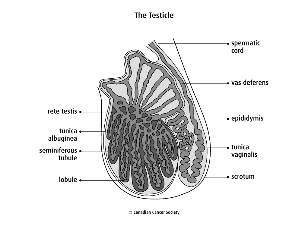 Testis Anatomy Diagram