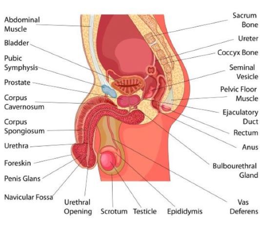 anatomi penis