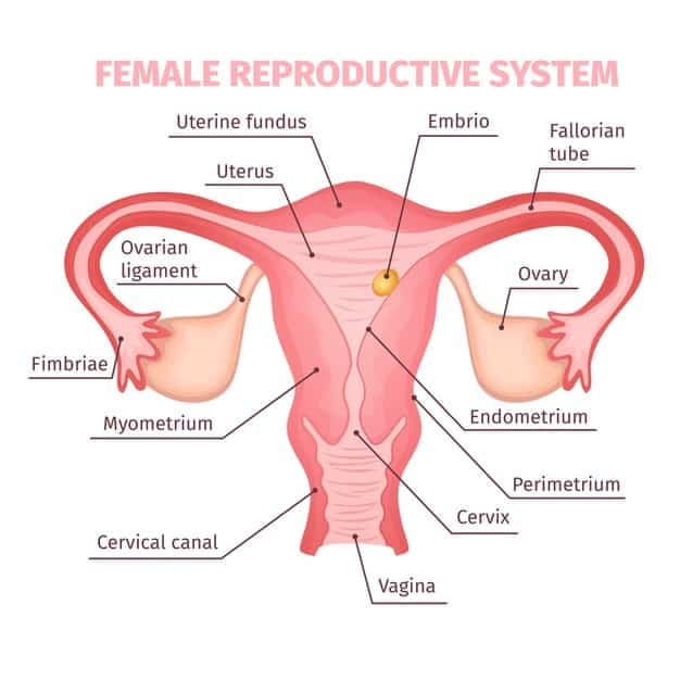 alat atau organ repsoduksi wanita
