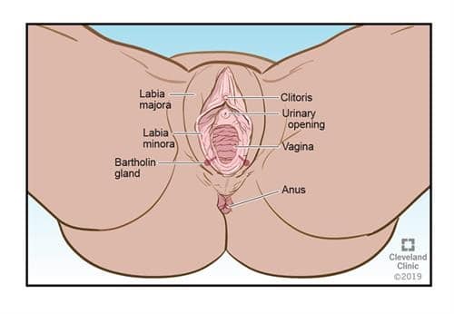 organ reproduksi bagian luar