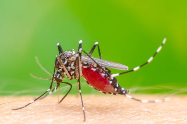 5 Ciri Nyamuk Demam Berdarah (DBD) yang Perlu Anda Ketahui