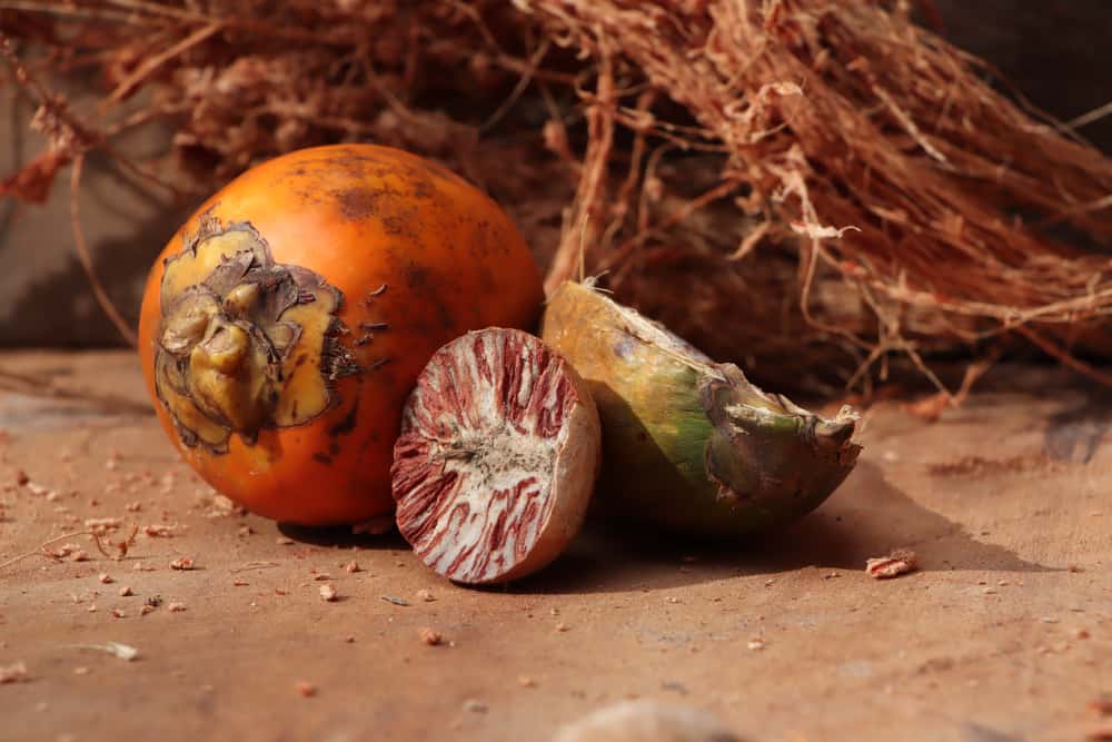 5 Manfaat Buah Pinang, dari Menambah Stamina Hingga Cegah Kanker