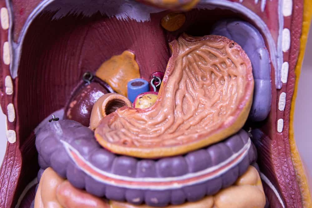 Anatomi dan Fungsi Lambung Manusia dalam Sistem Pencernaan