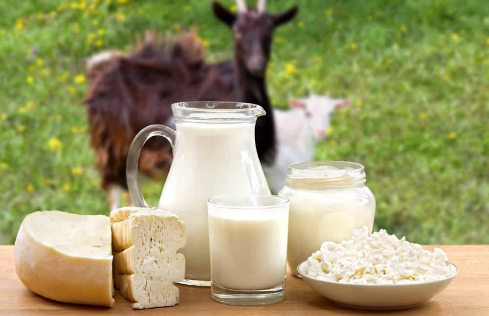 kandungan dan manfaat susu kambing
