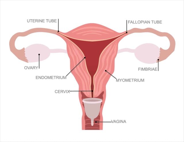 Keamanan menstrual cup