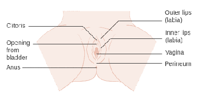 anatomi vagina