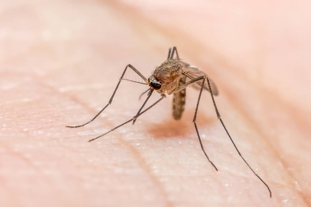 Mengenal Ciri-Ciri Nyamuk Anopheles Penyebab Penyakit Malaria