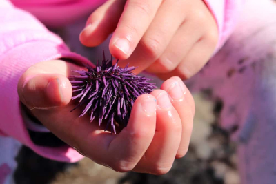 Pierced with sea urchins