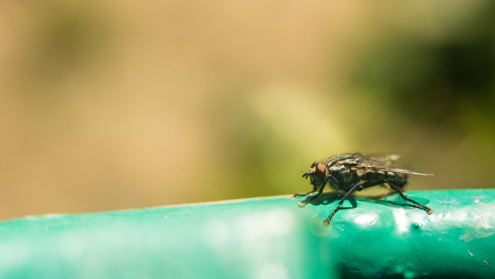 Mengenal Lalat Tse Tse, Serangga Berbahaya di Balik Penyakit Tidur (Sleeping Sickness)