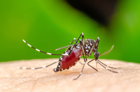 Tanda dan Gejala Penyakit Chikungunya yang Harus Anda Waspadai