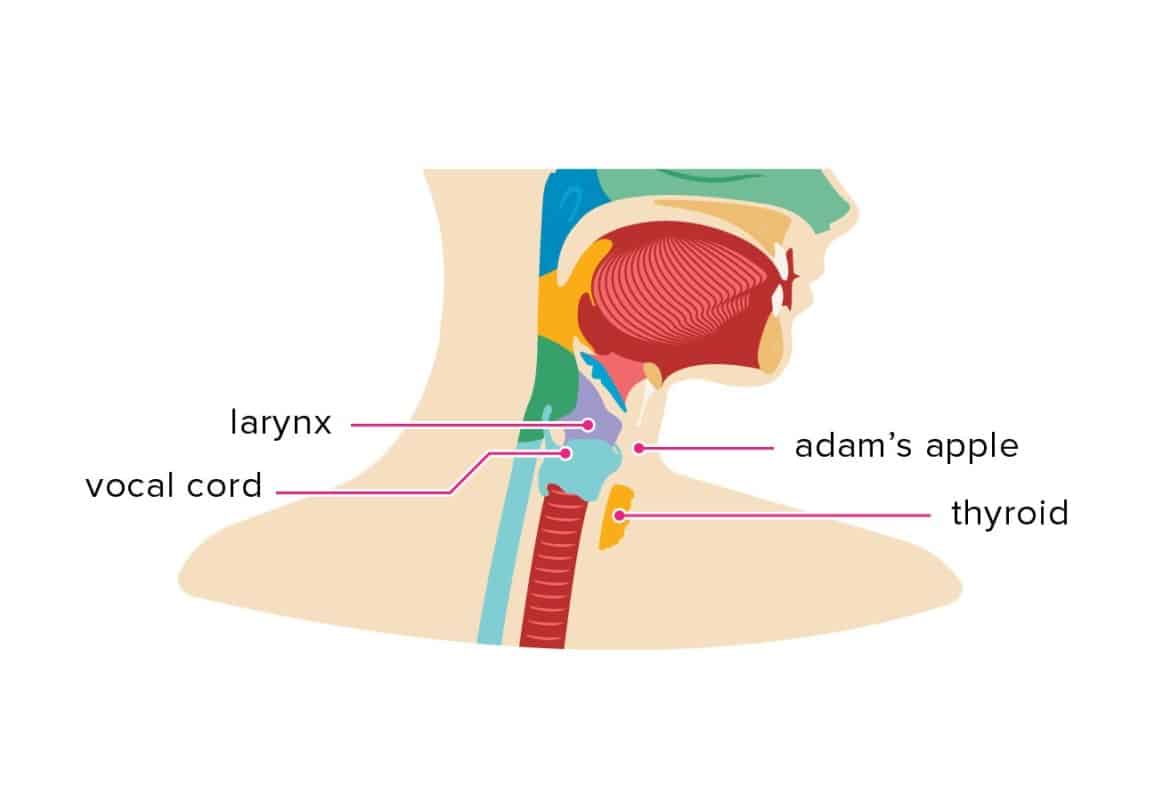 anatomi jakun dan leher