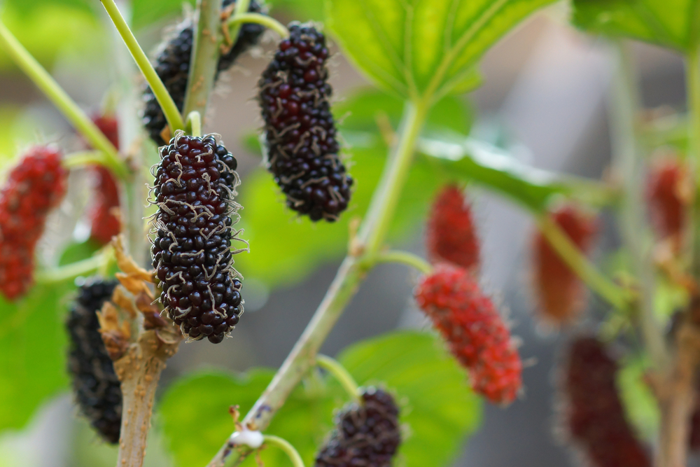 buah mulberry