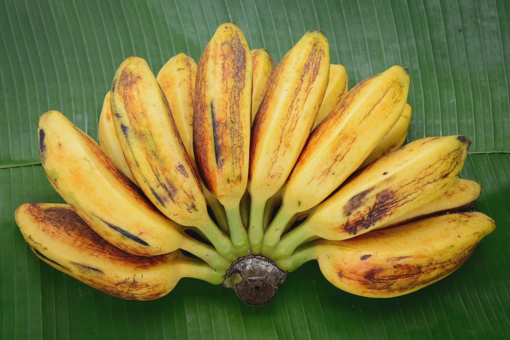 manfaat pisang kepok