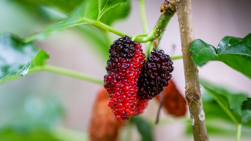 khasiat buah mulberry