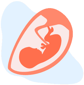 Kehamilan & Kandungan