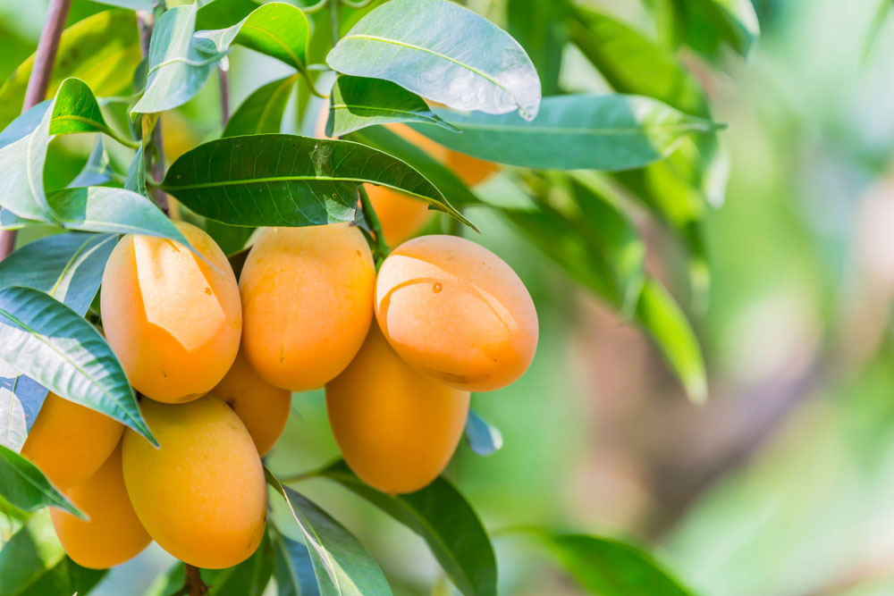 9 Manfaat Buah Gandaria yang Bisa Anda Rasakan