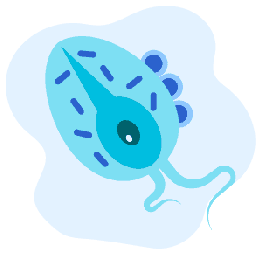 Trikomoniasis