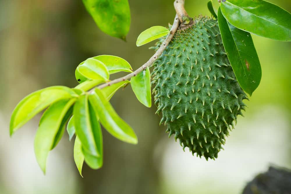 Menguak 5 Potensi Daun Sirsak untuk Mengobati Kanker