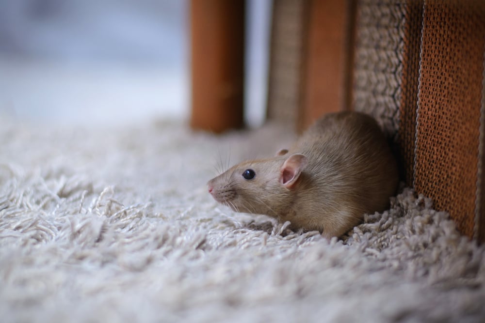 Pahami Bahaya Digigit Tikus dan Pertolongan Pertama untuk Lukanya