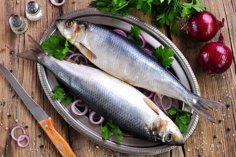 manfaat ikan herring
