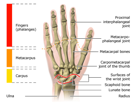 anatomi dan fungsi tulang telapak tangan