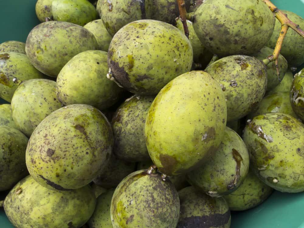 8 Manfaat Sehat Buah Bacang yang Kaya Zat Gizi