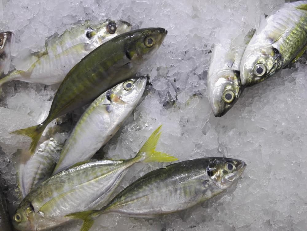 Ikan yang banyak mengandung lemak omega-3 yang bermanfaat untuk kesehatan tubuh adalah