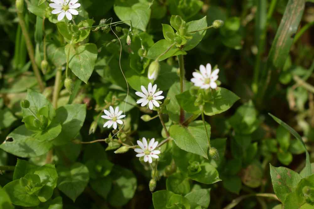 7 Manfaat Tanaman Chickweed dan Efek Sampingnya