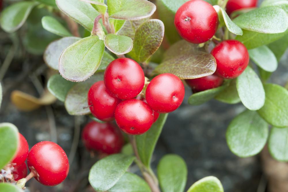 6 Manfaat Buah Bearberry untuk Kesehatan Tubuh