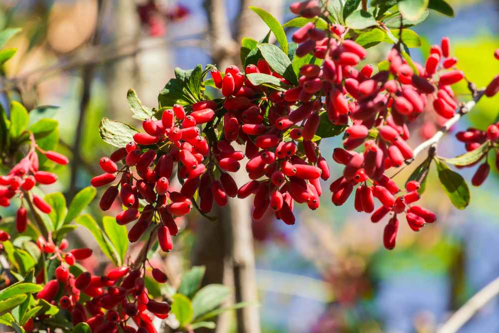 7 Manfaat Sehat Barberry dari Kandungan Gizinya