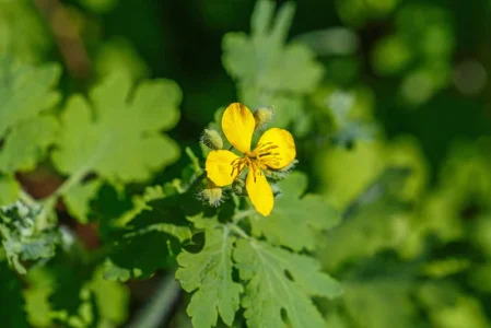 5 Manfaat Bunga Celandine, Mengobati Wasir hingga Penyakit Liver
