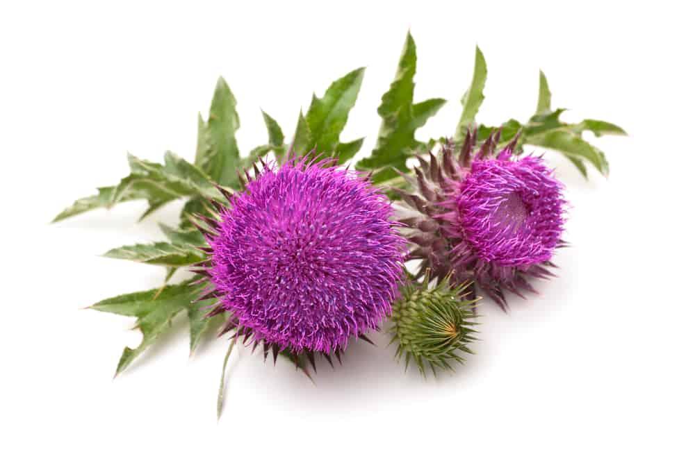 Blessed Thistle