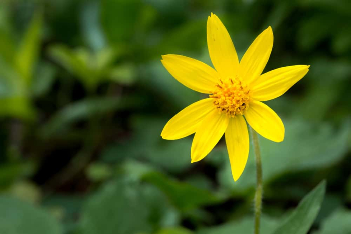 arnica adalah