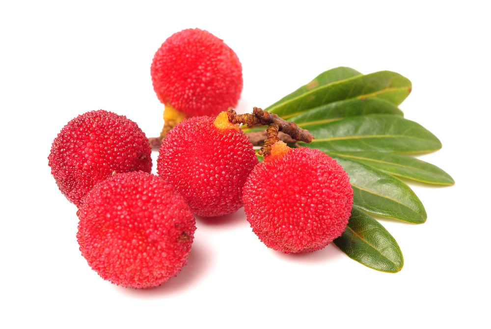 buah-bayberry