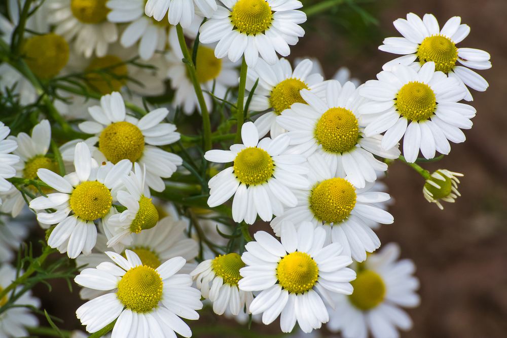 Selain Redakan Insomnia, Ini 6 Manfaat Chamomile untuk Kesehatan