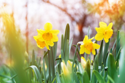 gambar bunga daffodil