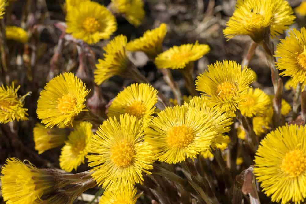 Coltsfoot