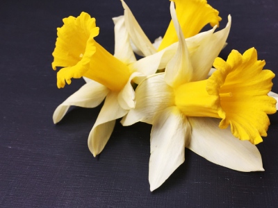 bunga-daffodil