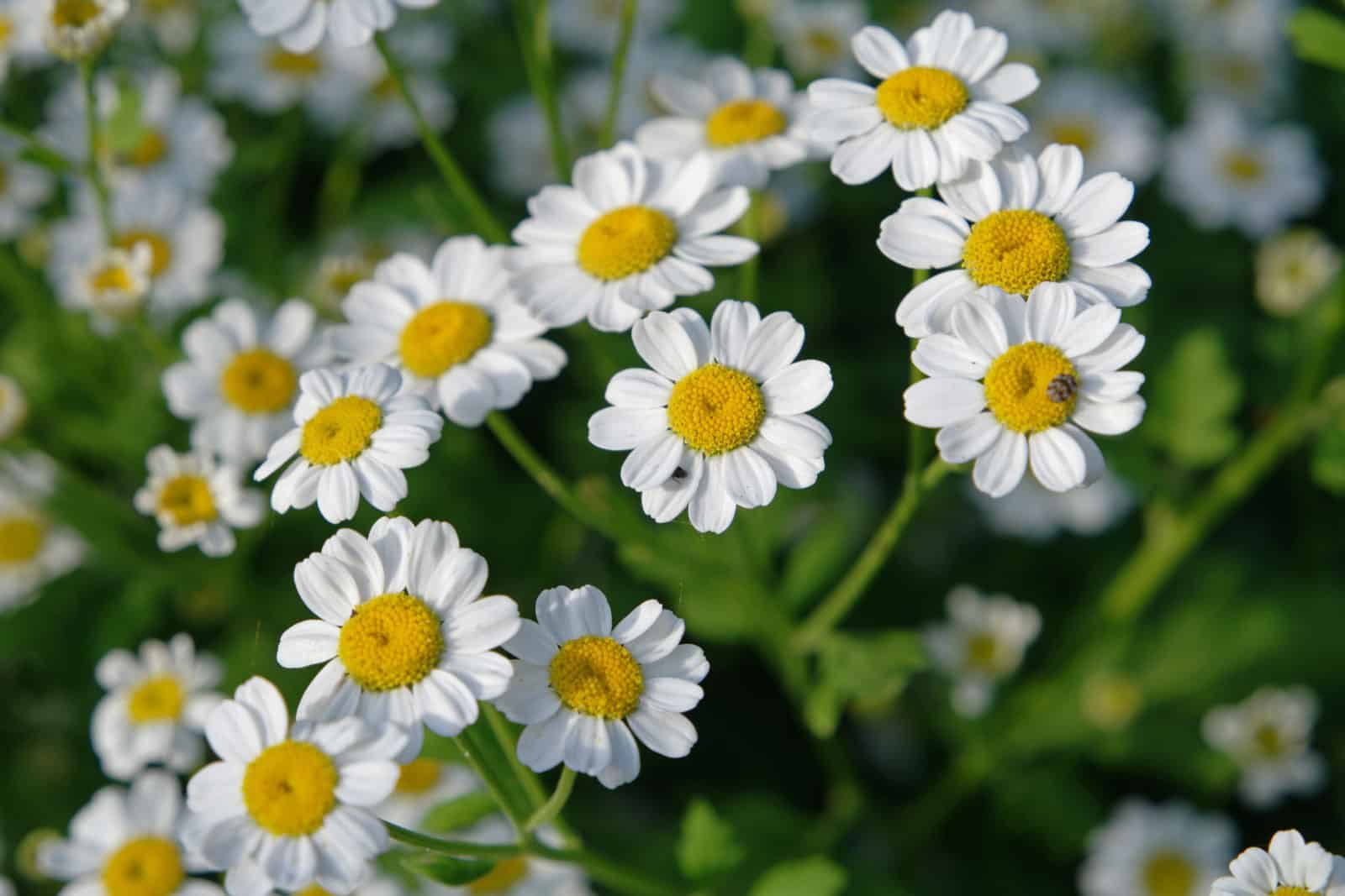 Feverfew