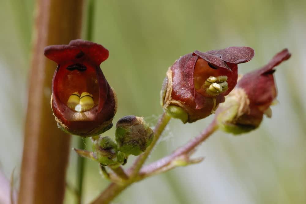 Figwort