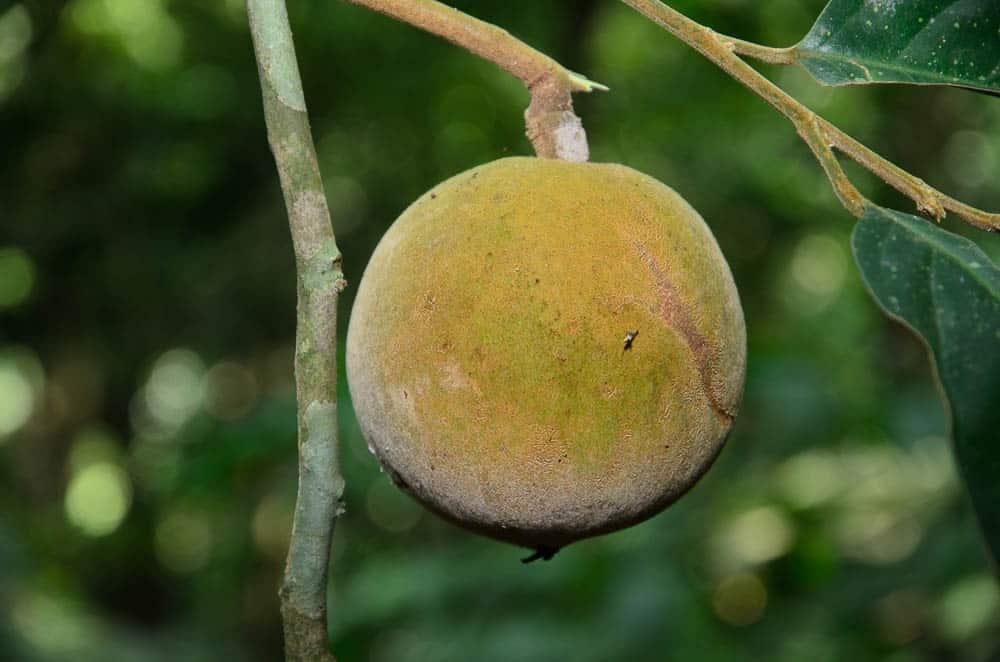 Minyak Kaulmogra