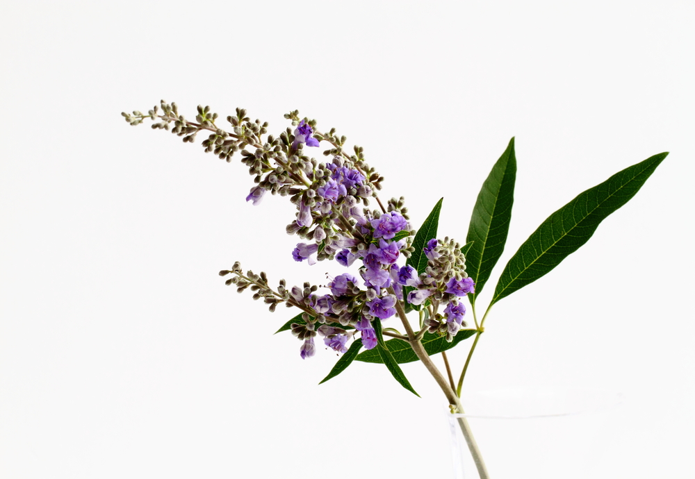 chasteberry-adalah-obat-herbal
