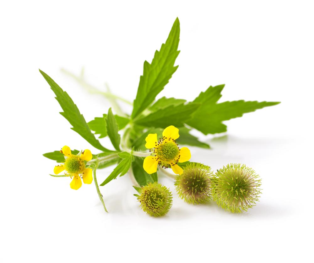 Avens