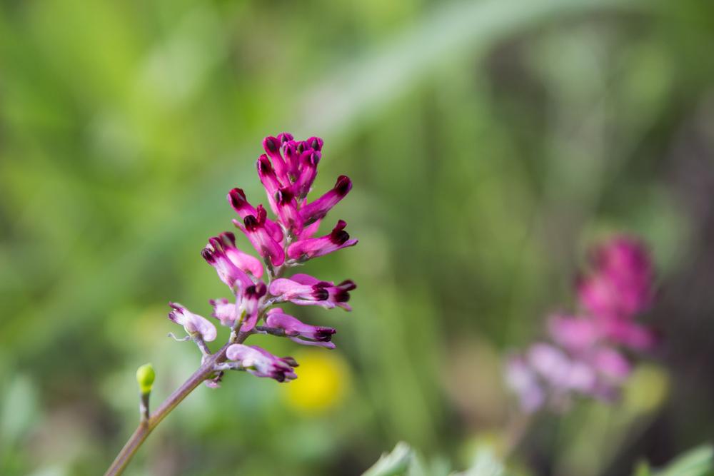 Fumitory