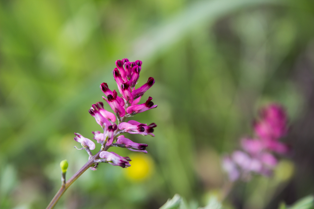 Fumitory