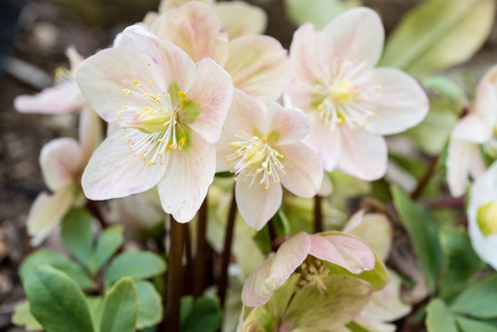 Hellebore Amerika