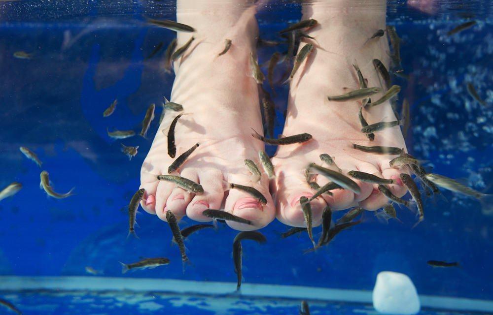 Yang Perlu Anda Ketahui Sebelum Melakukan Fish Spa