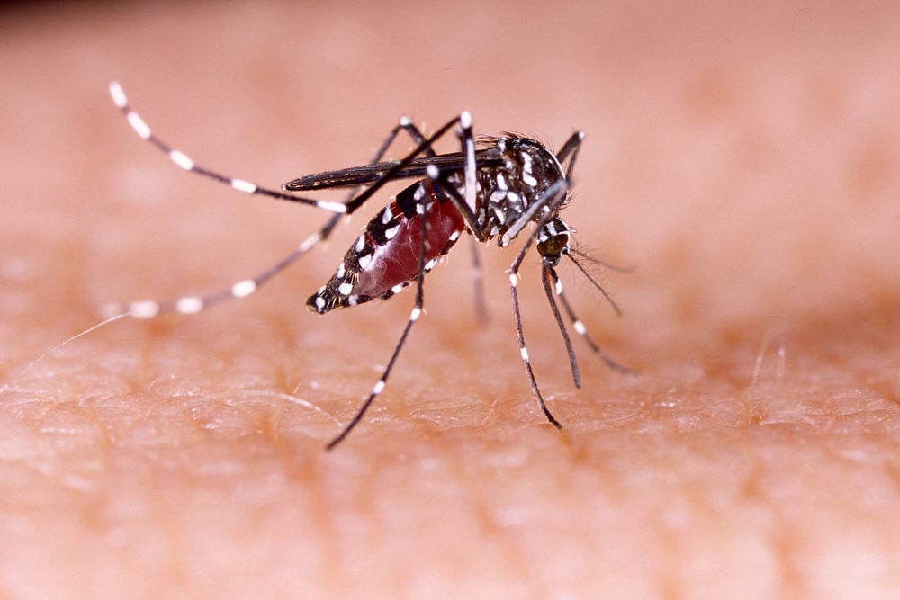 Demam Berdarah Dengue (DBD)