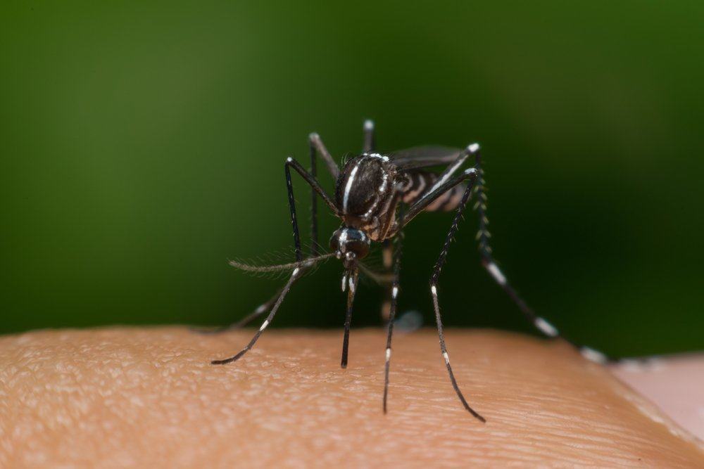12 Pertanyaan tentang Penyakit Demam Berdarah Dengue (DBD)